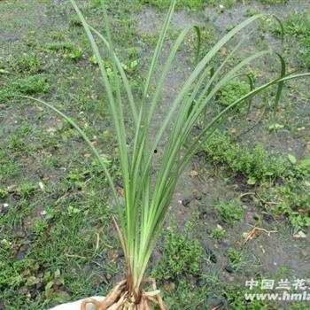 国产草b,绿色生态，引领未来农业发展新潮流  第2张