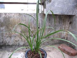 国产草b,绿色生态，引领未来农业发展新潮流  第3张