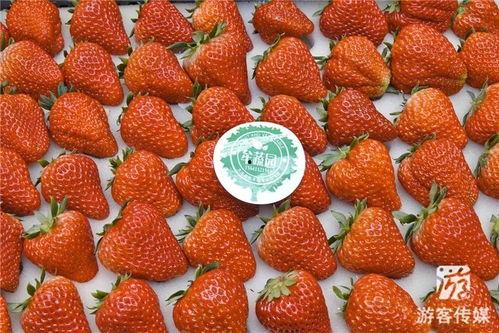 国产草莓在线,甜蜜滋味，绿色健康新选择  第3张