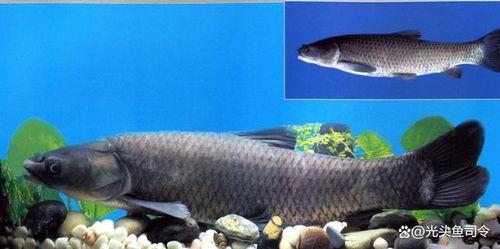 青鱼视频国产3,探索青春光影下的情感世界 第3张 青鱼视频国产3,探索青春光影下的情感世界 第3张